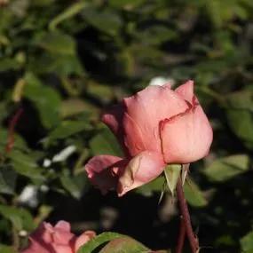 Blessings Hybrid Tea Rose (Rosa Blessings) 3